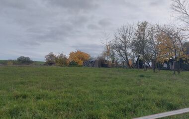 Grüne Wiese mit Baumreihe unter bewölktem Himmel.