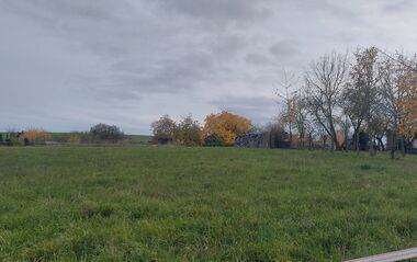 Grüne Wiese mit Baumreihe unter bewölktem Himmel.