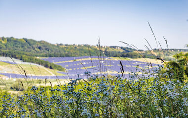 Solarmodul-Anlagen erstrecken sich vor einer grünen Hügellandschaft.