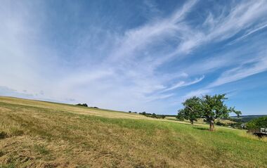 Das Bild zeigt eine Wiese mit einem Baum und einem blauen Himmel.