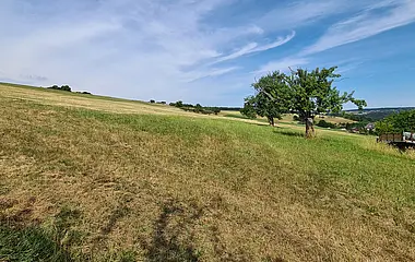 Das Bild zeigt eine Wiese mit einem Baum und einem blauen Himmel.