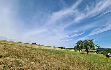 Das Bild zeigt eine Wiese mit einem Baum und einem blauen Himmel.