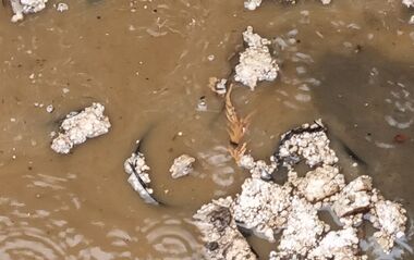 Wasser läuft aus einem Rohr in eine schlammige Wasseransammlung.