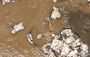 Wasser läuft aus einem Rohr in eine schlammige Wasseransammlung.